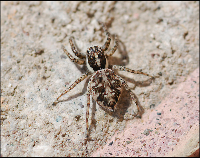 Menemerus semilimbatus